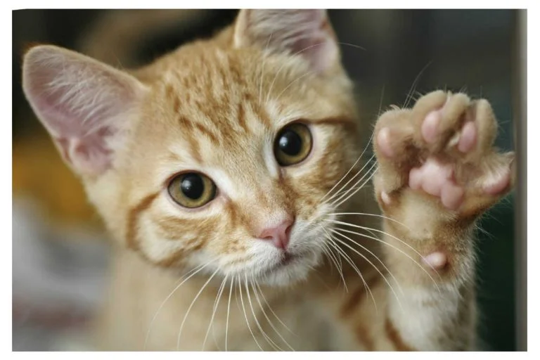 I gattini avvelenati e le minacce di morte.