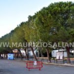Abbattimento alberi
