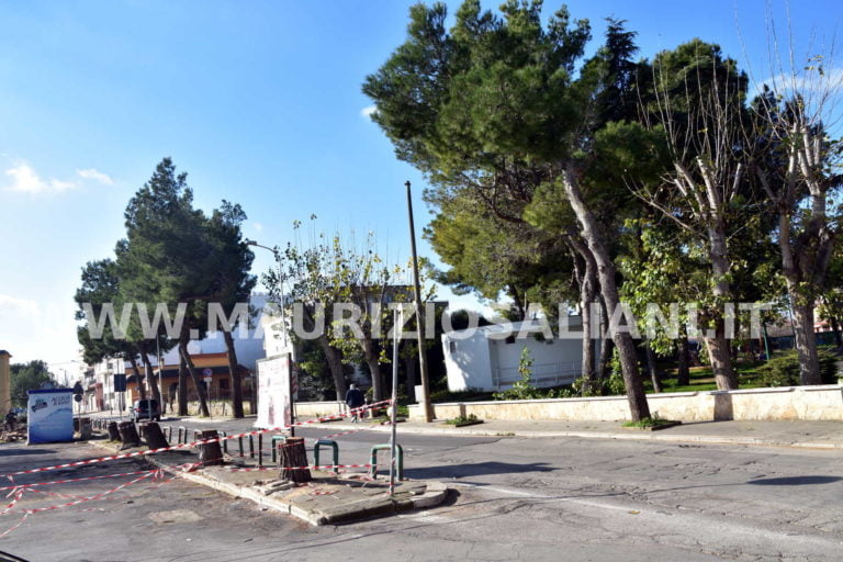 Casamassima: abbattuti gli alberi in Largo Fiera.