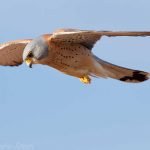 FALCO GRILLAIO RIDOTTO PER WEB