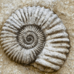 Nitti 26 apr 19_4