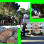Abbattimento alberi